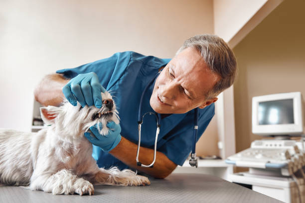 Best Emergency Denture Repair in New Berlinville, PA